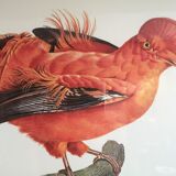 Planche ornithologique