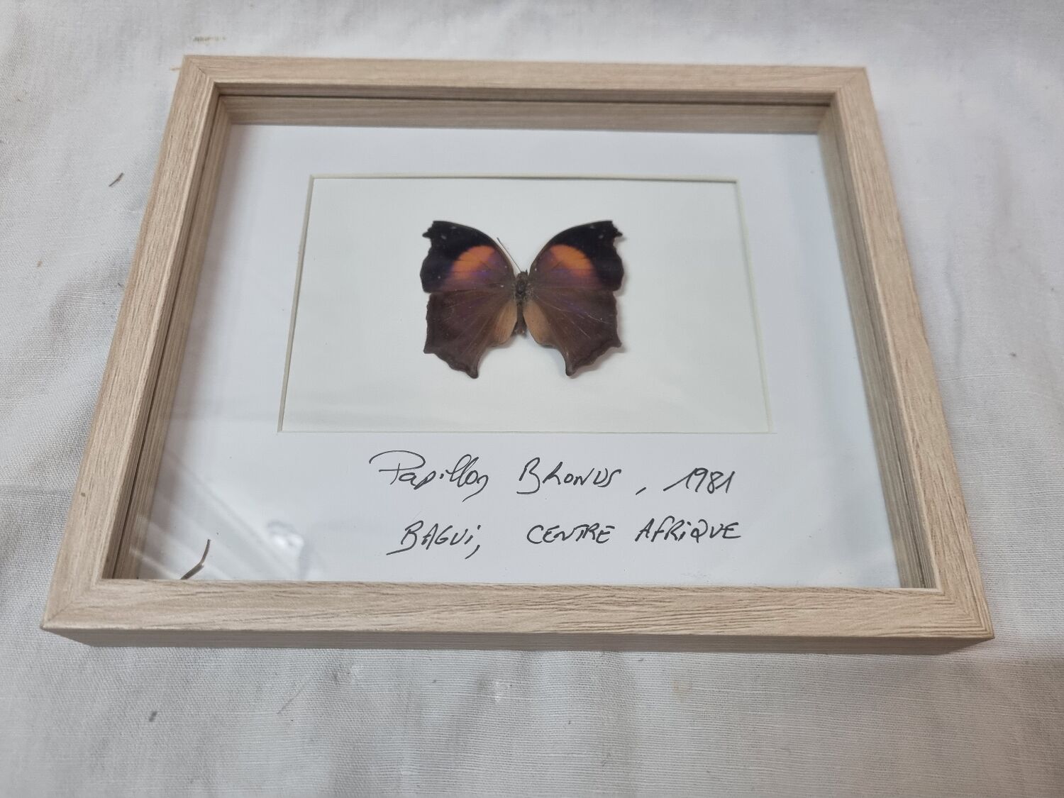 Bronus naturalized butterfly, 1981