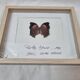 Bronus naturalized butterfly, 1981