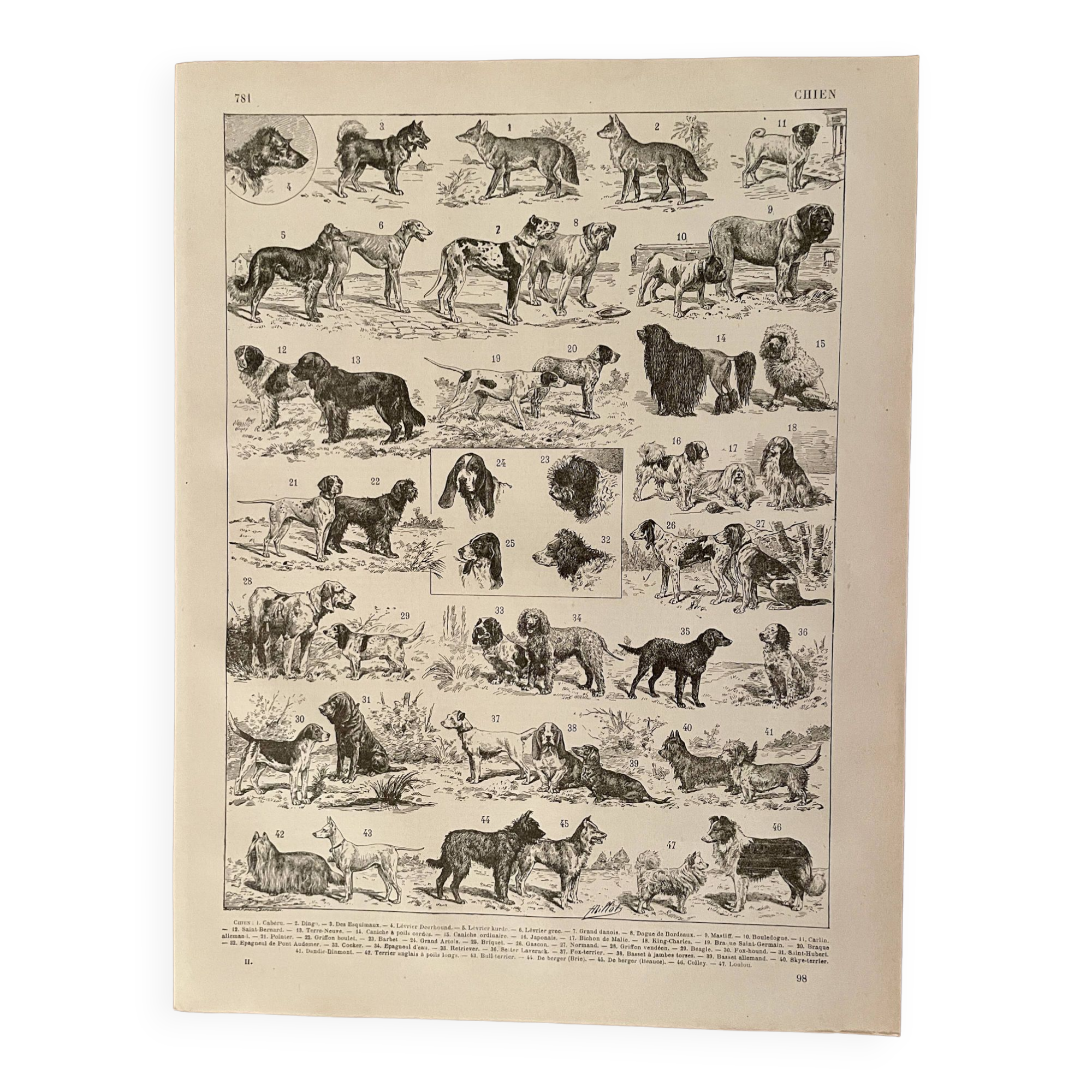 Lithograph on dogs - 1900
