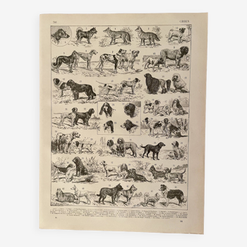 Lithographie sur les chiens - 1900