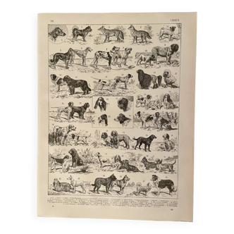 Lithographie sur les chiens - 1900