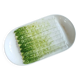 Small dish with asparagus