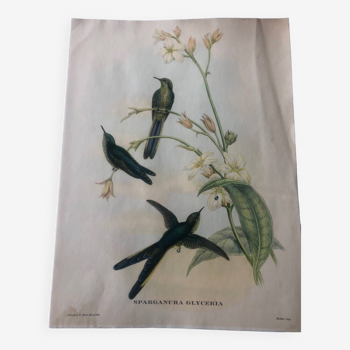 Affiche zoologique représentant un oiseau lithographie