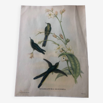 Zoological poster representing a lithograph bird