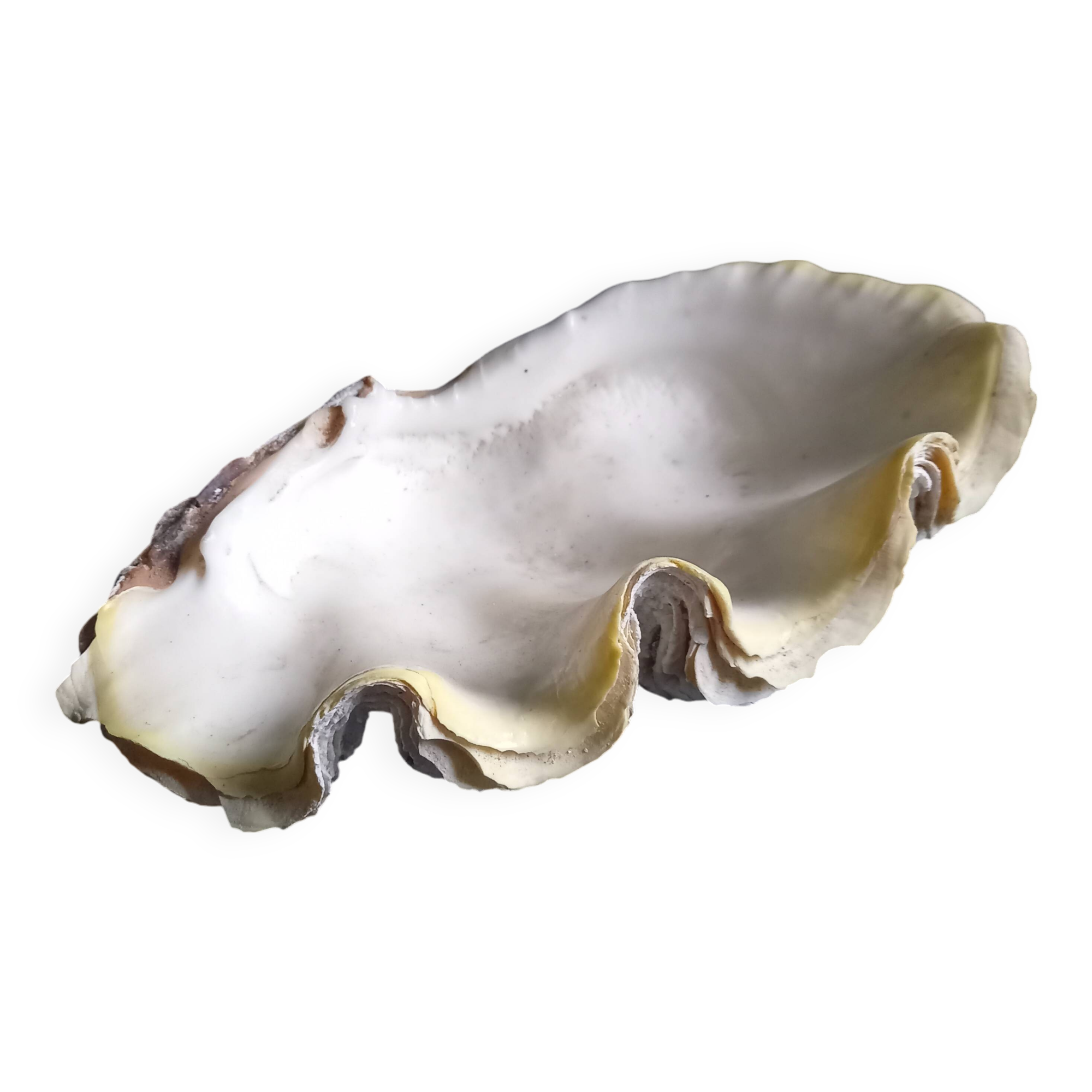 Large vintage holy water clam shell