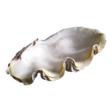 Large vintage holy water clam shell