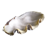 Large vintage holy water clam shell