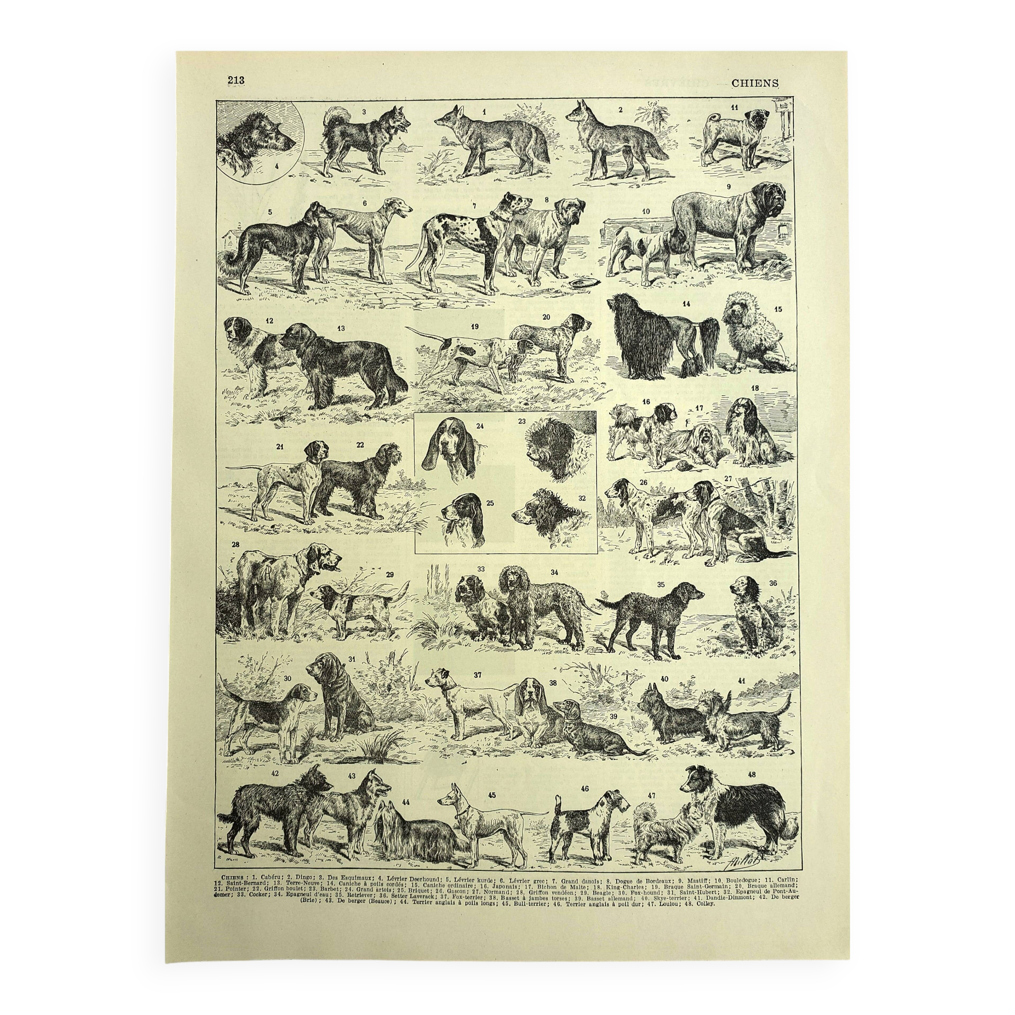 Antique engraving 1928 A. Millot - Dog, breeds, shepherd, canine, training