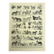 Antique engraving 1928 A. Millot - Dog, breeds, shepherd, canine, training