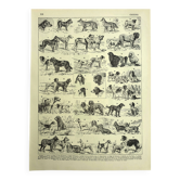 Antique engraving 1928 A. Millot - Dog, breeds, shepherd, canine, training