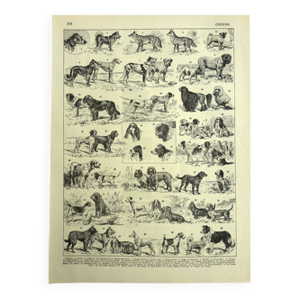 Antique engraving 1928 A. Millot - Dog, breeds, shepherd, canine, training