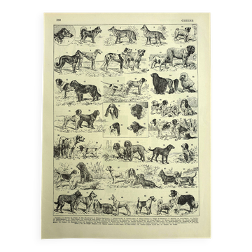 Gravure ancienne 1928 A. Millot - Chien, races, berger, canin, dressage