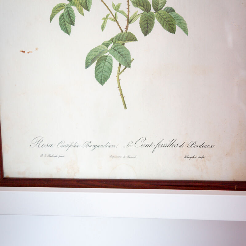 Planche botanique JP Redoute Rosa Centifolia Burgundiaca