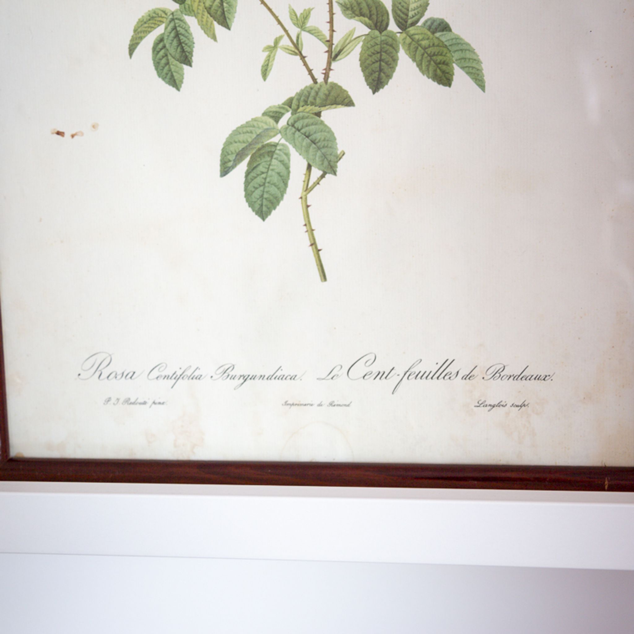 Botanical board JP Redoute Rosa Centifolia Burgundiaca