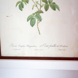 Botanical board JP Redoute Rosa Centifolia Burgundiaca