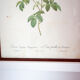 Planche botanique JP Redoute Rosa Centifolia Burgundiaca