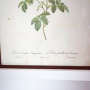 Botanical board JP Redoute Rosa Centifolia Burgundiaca