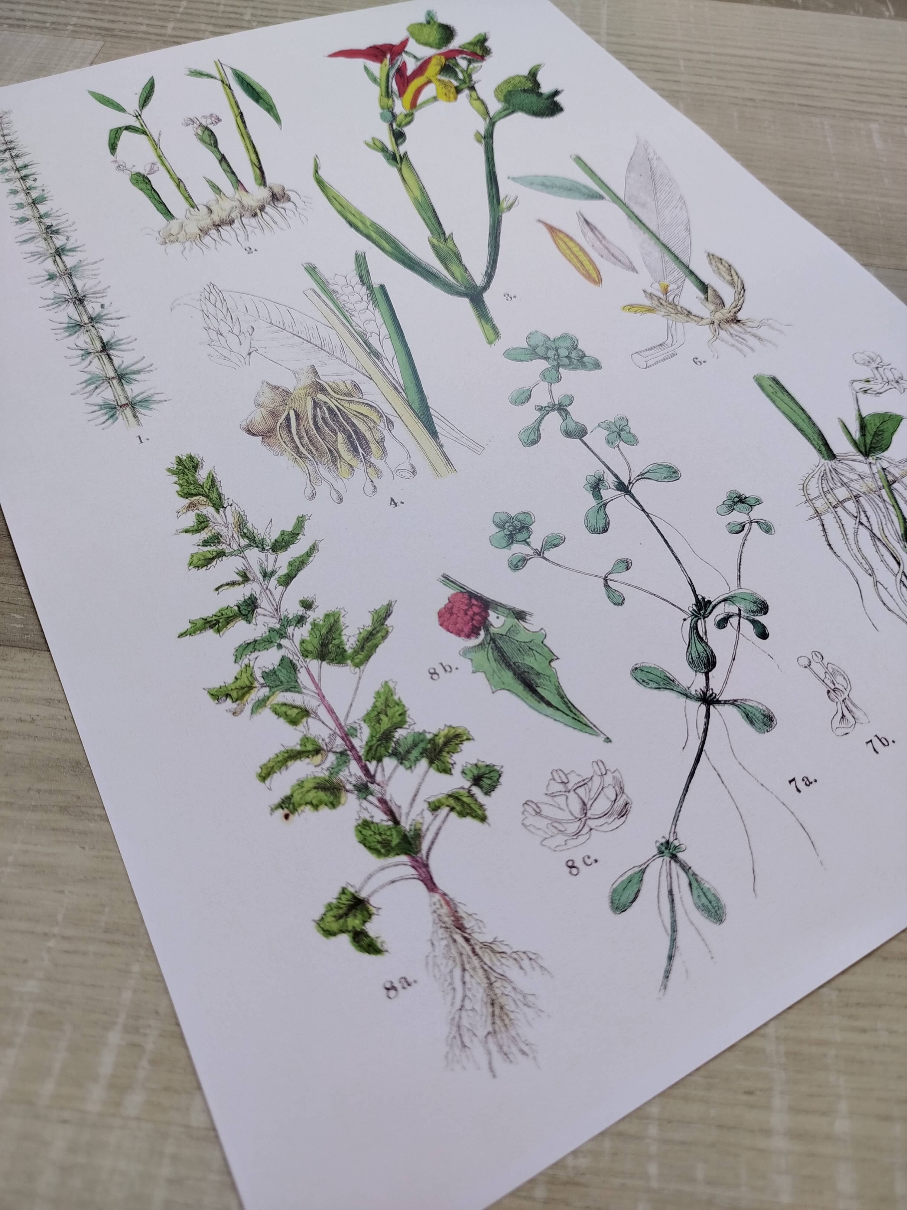 Poster on plants, based on an engraving from 1881 "ginger"