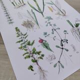 Poster on plants, based on an engraving from 1881 "ginger"