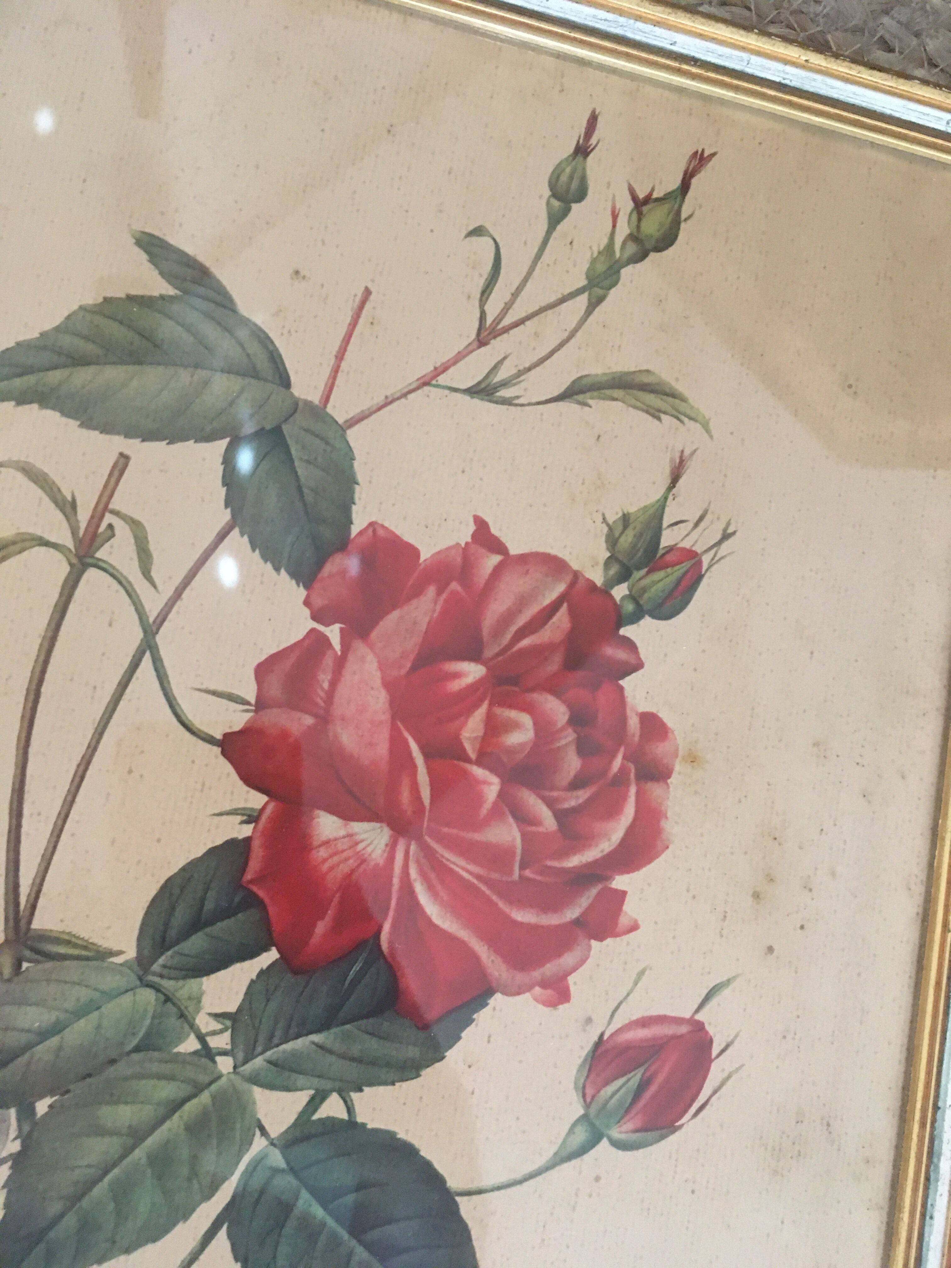 Two botanical plates.