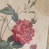 Two botanical plates.