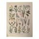 Lithograph on grassland plants (XXXVI)- 1920