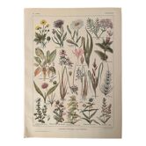 Lithograph on grassland plants (XXXVI)- 1920