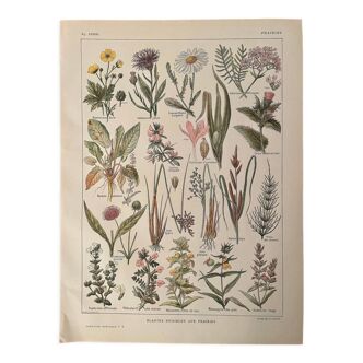 Lithographie sur les plantes de prairies XXXVI 1920