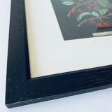Framed lithograph of cherries