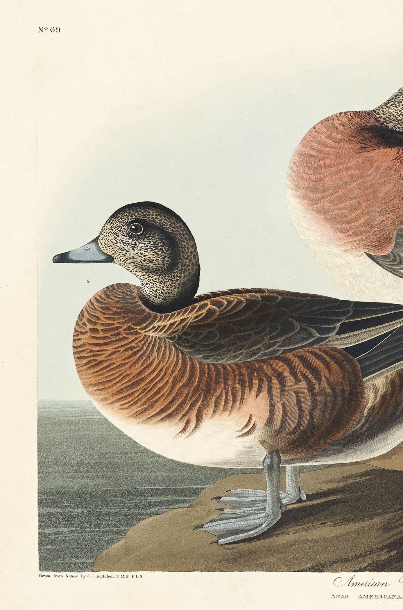 Poster about the American Wigeon, based on an old engraving