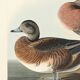 Poster about the American Wigeon, based on an old engraving