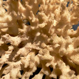 Ancient coral