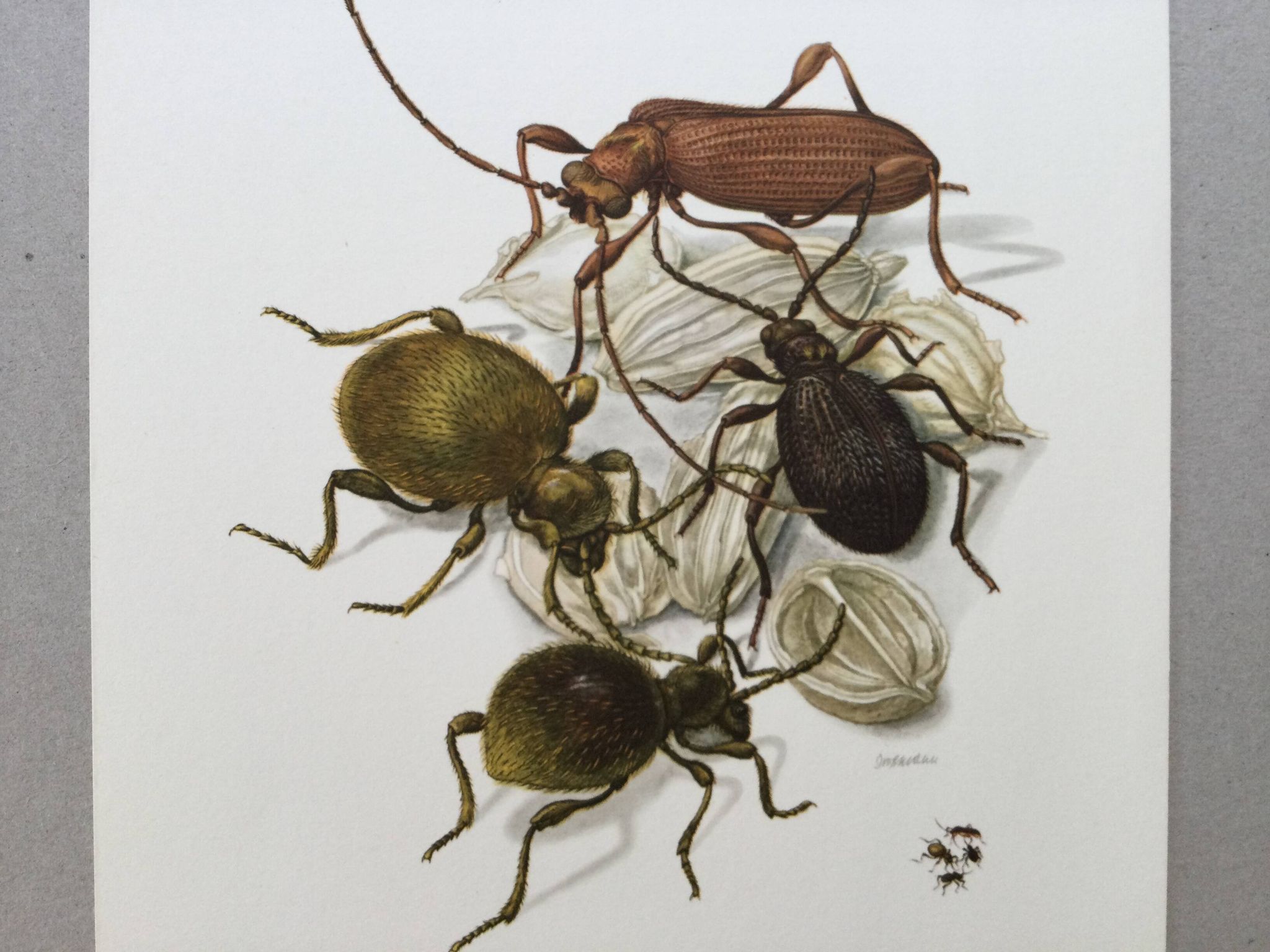Antique illustration of insects, original plate, 1960s