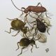 Illustration insectes, planche originale, années 60