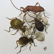 Antique illustration of insects, original plate, 1960s