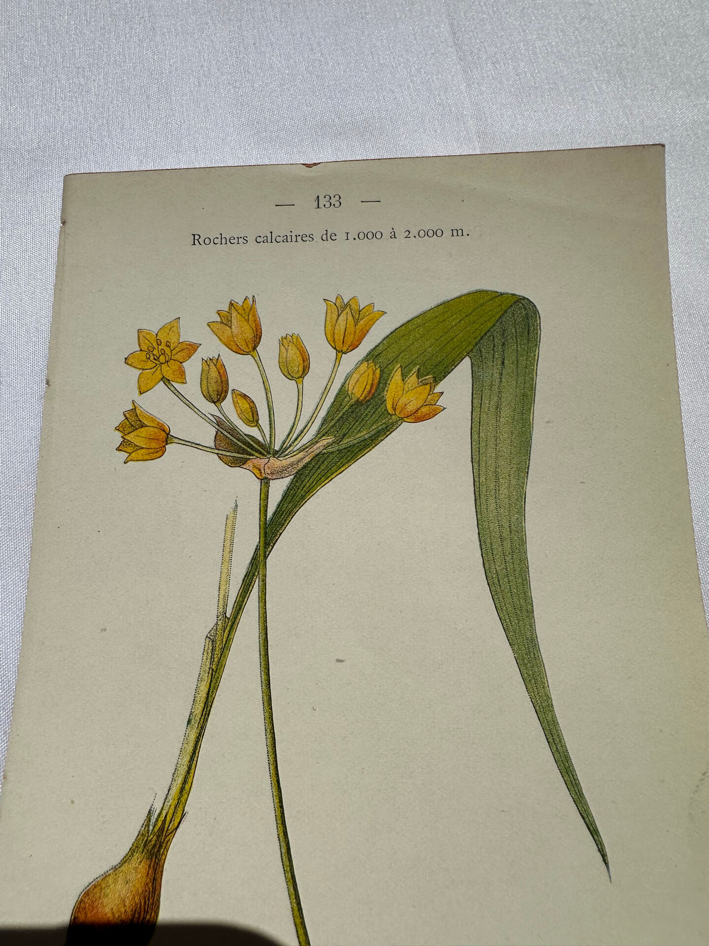 Naturalist engraving French botanical plate 19th century double-sided