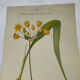 Naturalist engraving French botanical plate 19th century double-sided