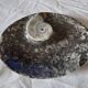 Empty fossilized marble pocket