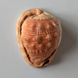 Red Helmet Shell or Bull's Mouth Helmet (Cypraecassis rufa)