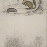 Original zoological board "rat - squirrel - field mouse - mouse" buffon 1838