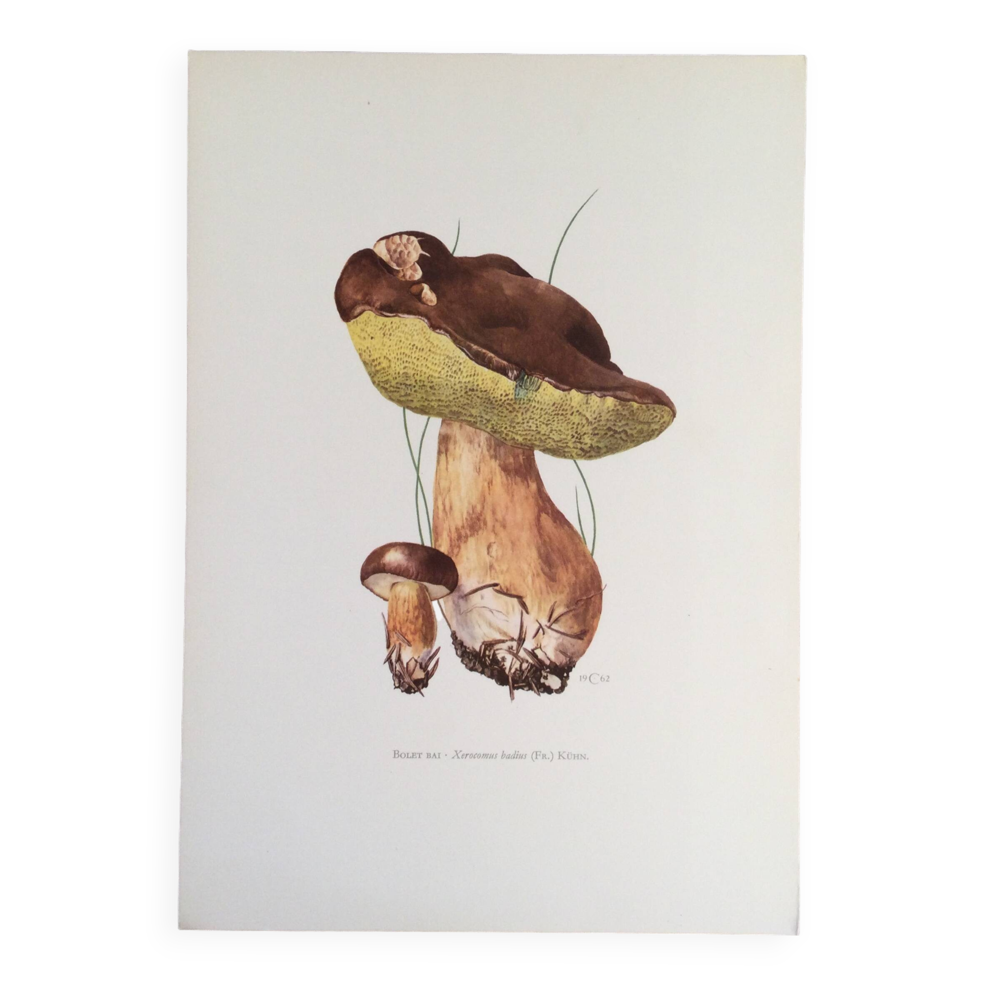 Botanical illustration "mushrooms", 1960s