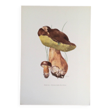 Botanical illustration "mushrooms", 1960s