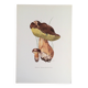 Botanical illustration "mushrooms", 1960s
