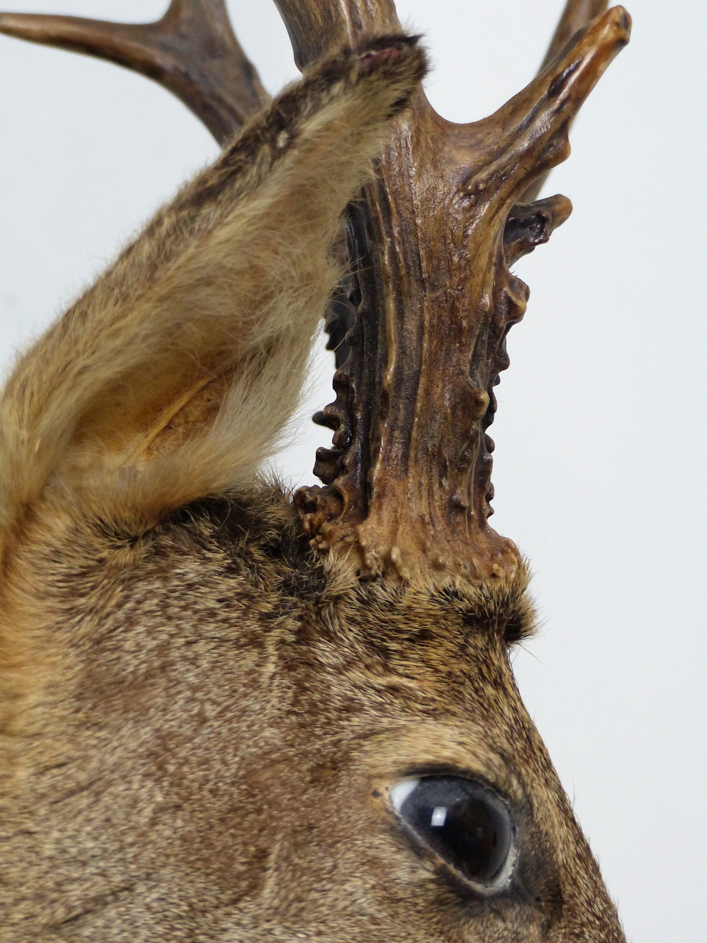 Deer head trophy