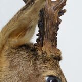 Deer head trophy