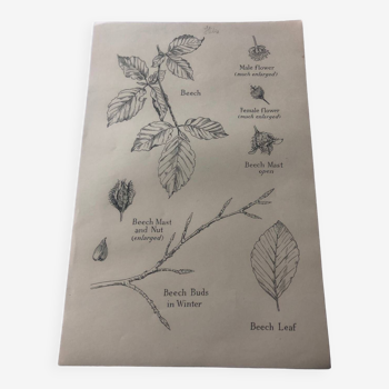 Beech botanical poster