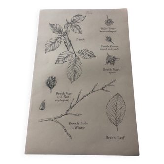 Beech botanical poster