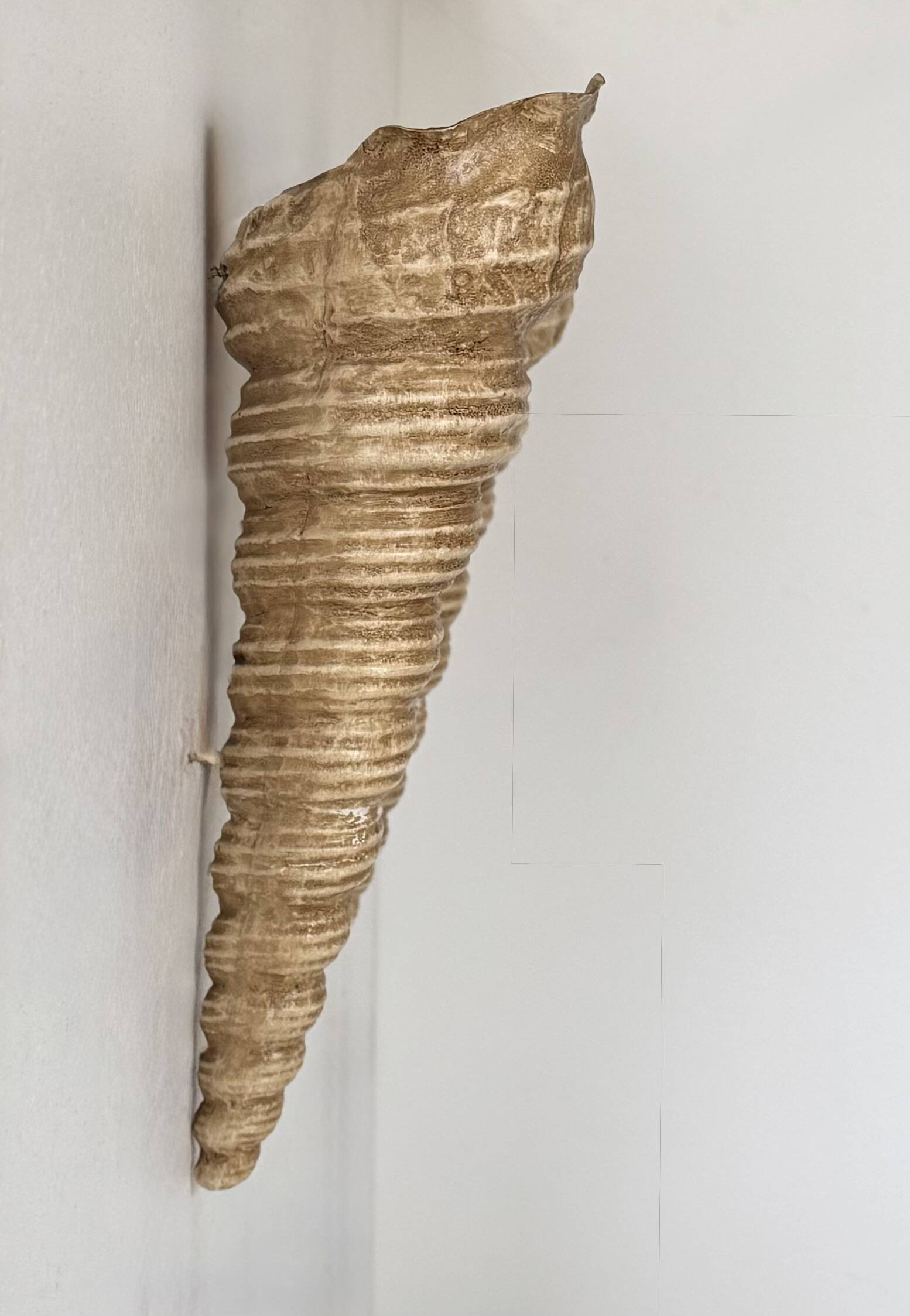 Pair of vintage shell wall sconces, beige fiberglass, France 1960