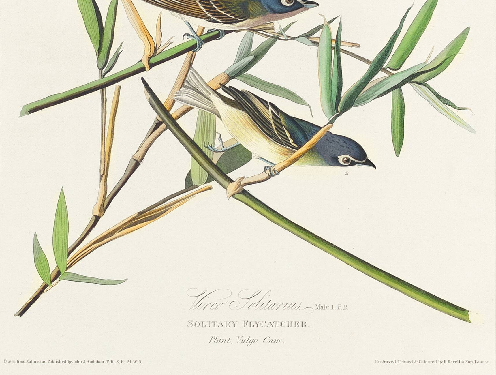 Poster about the Solitary Flycatcher, based on an old engraving from 1827.